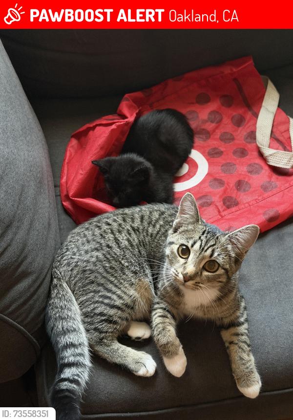 Lost Female Cat last seen in front of the go go amigo market, Oakland, CA 94603