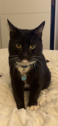 Lost Male Cat last seen Bromborough Avenue, Withington, England 