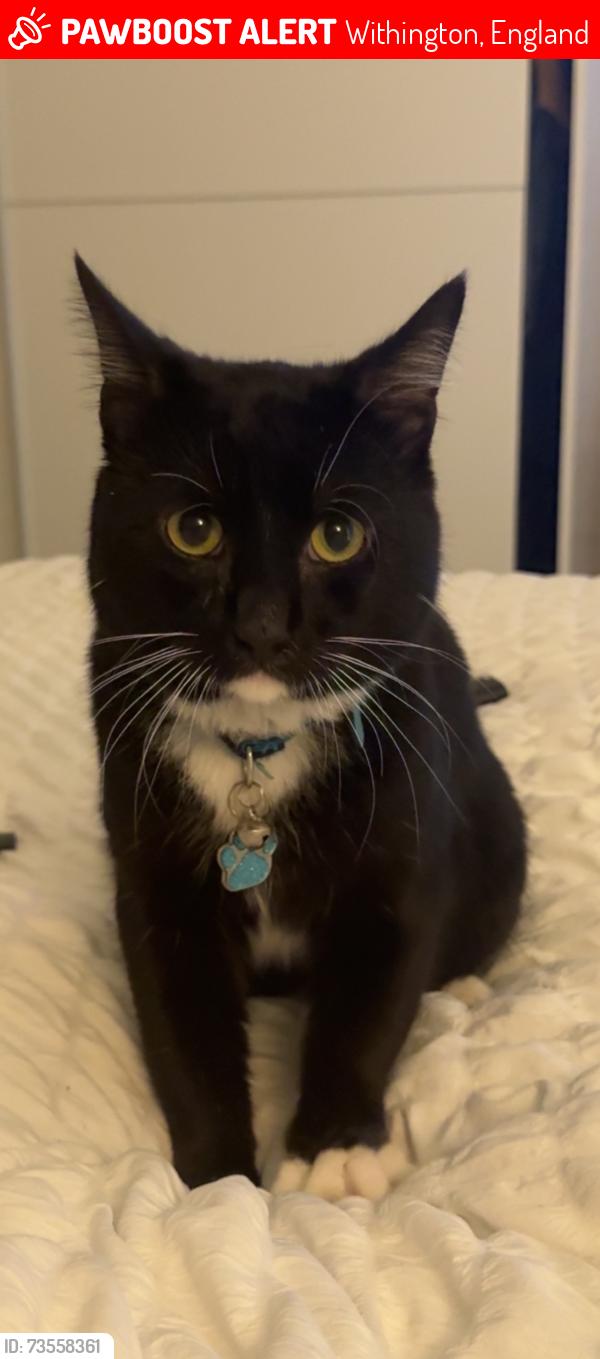 Lost Male Cat last seen Bromborough Avenue, Withington, England 