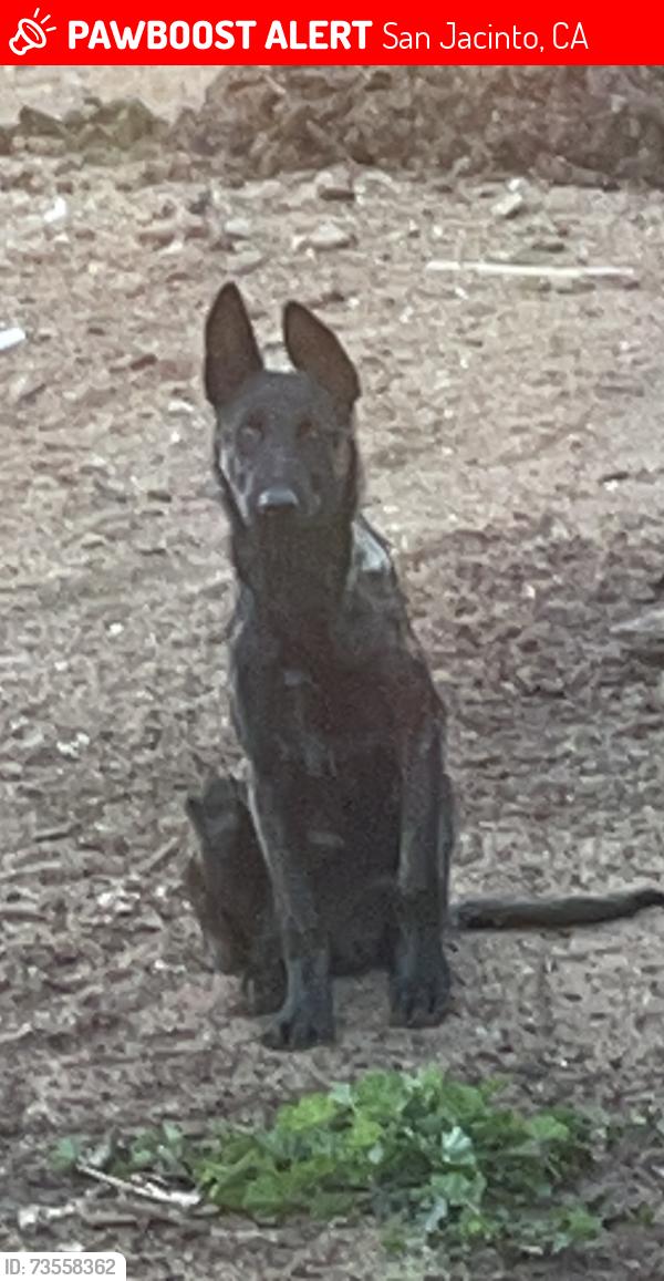 Lost Female Dog last seen 7st and shaver, San Jacinto, CA 92583