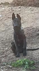 Lost Female Dog last seen 7st and shaver, San Jacinto, CA 92583