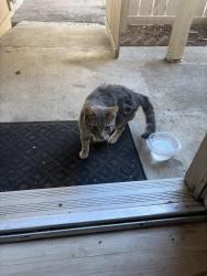 Found/Stray Male Cat last seen Ark and Florin, Sacramento, CA 95831