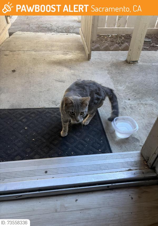 Found/Stray Male Cat last seen Ark and Florin, Sacramento, CA 95831