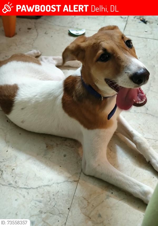 Lost Female Dog last seen Metro station, Delhi, DL 110059