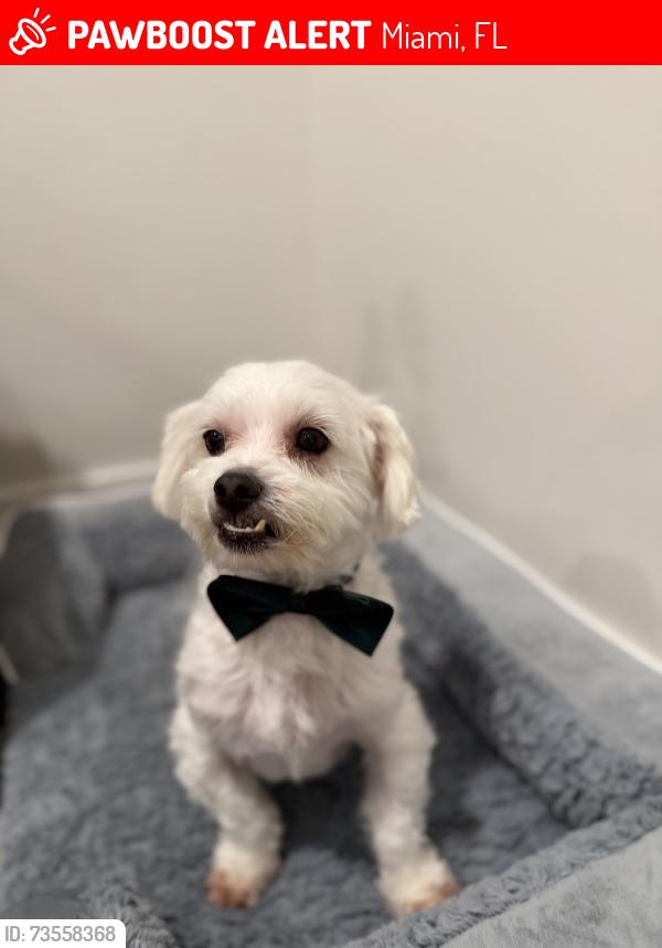 Lost Male Dog last seen Near NW 25th avenue, Miami, FL 33125