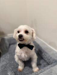 Lost Male Dog last seen Near NW 25th avenue, Miami, FL 33125