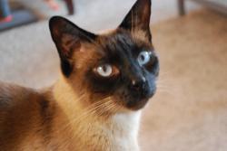 Lost Male Cat last seen Jadestone apmts, Houston, TX 77072