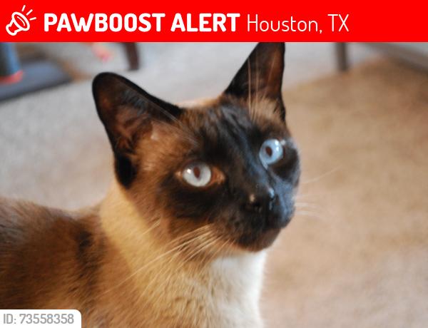 Lost Male Cat last seen Jadestone apmts, Houston, TX 77072