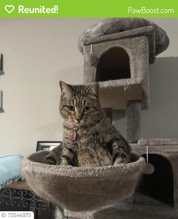 Reunited Female Cat last seen Hyles Street, Italy, TX 76651