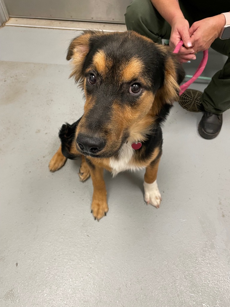 Shelter Stray Male Dog last seen Forest park, 8485 E Reno Ave, Midwest City, OK 73110, USA
