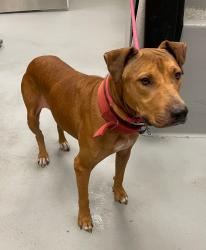 Shelter Stray Female Dog last seen Forest park, 8485 E Reno Ave, Midwest City, OK 73110, USA