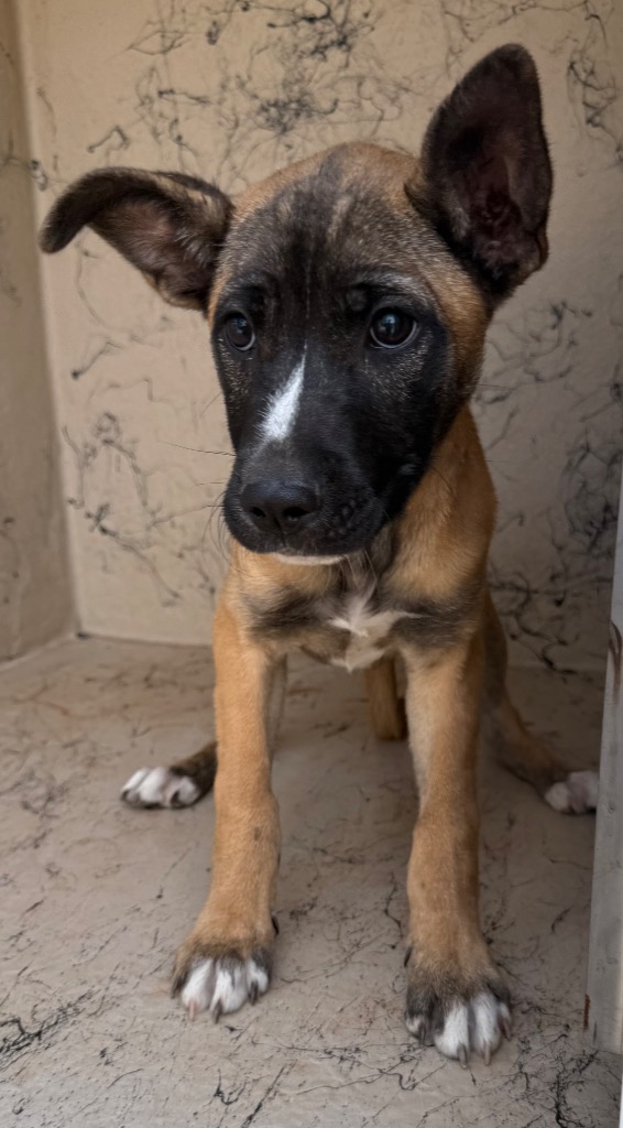 Shelter Stray Female Dog last seen , 8485 E Reno Ave, Midwest City, OK 73110, USA