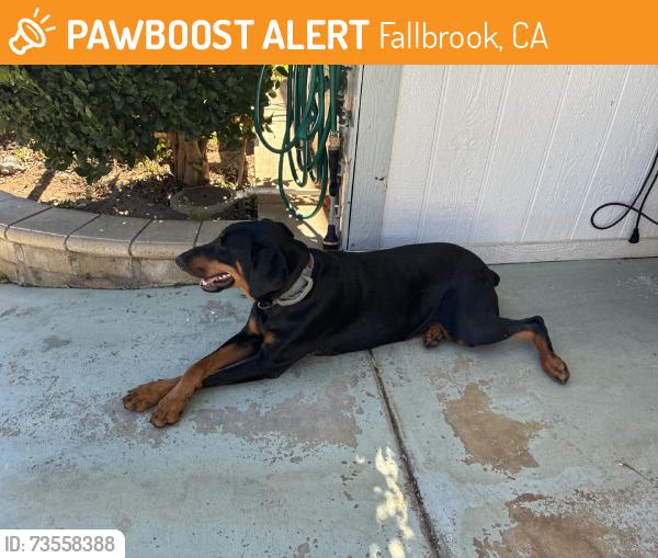 Found/Stray Male Dog last seen Rainbow Glen and 395, Fallbrook, CA 92028