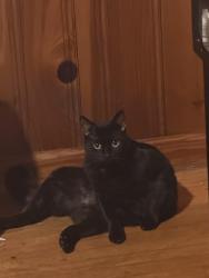 Lost Male Cat last seen Capri Drive, Decatur, GA 30032