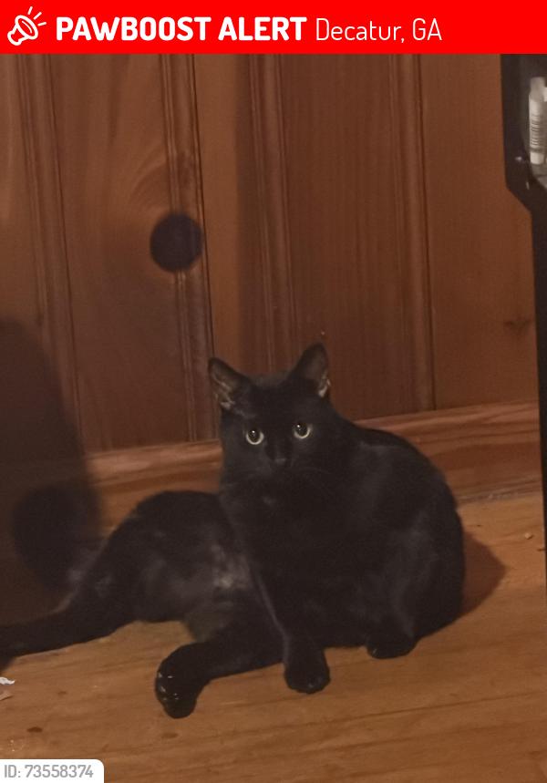 Lost Male Cat last seen Capri Drive, Decatur, GA 30032