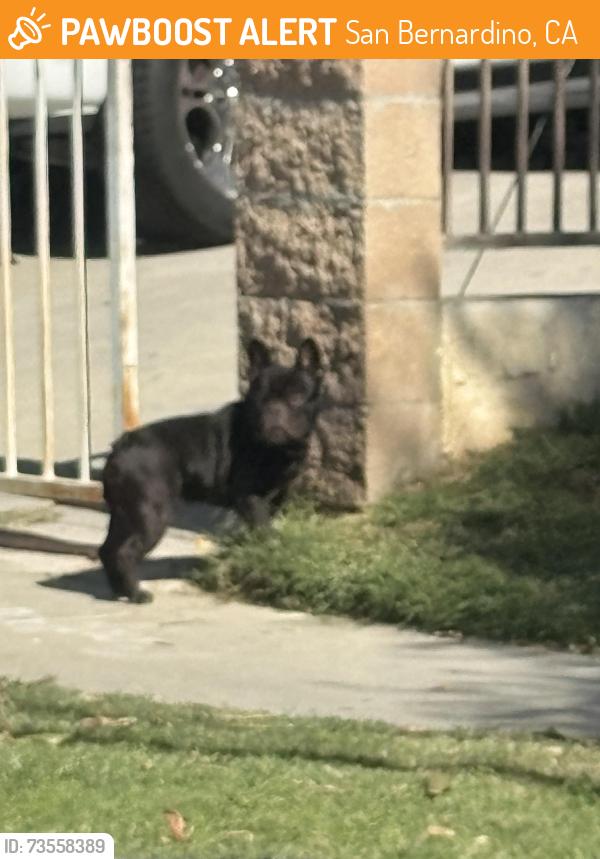 Found/Stray Unknown Dog last seen Infront of Kelley elemantary, San Bernardino, CA 92410