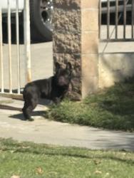Found/Stray Unknown Dog last seen Infront of Kelley elemantary, San Bernardino, CA 92410