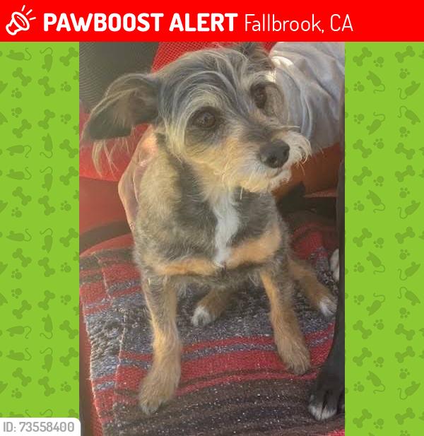Lost Female Dog last seen Rainbow Valley Boulevard, Fallbrook, CA 92028