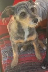 Lost Female Dog last seen Rainbow Valley Boulevard, Fallbrook, CA 92028