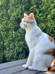 Reunited Male Cat last seen Bruce and knight, Niles, IL 60714