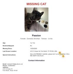 Reunited Female Cat last seen Near S Hulen St, Fort Worth, TX 76109, USA, Fort Worth, TX 76109