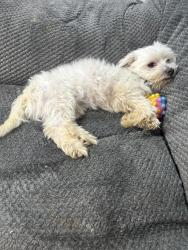 Lost Male Dog last seen Pollo campero, Marietta, GA 30008