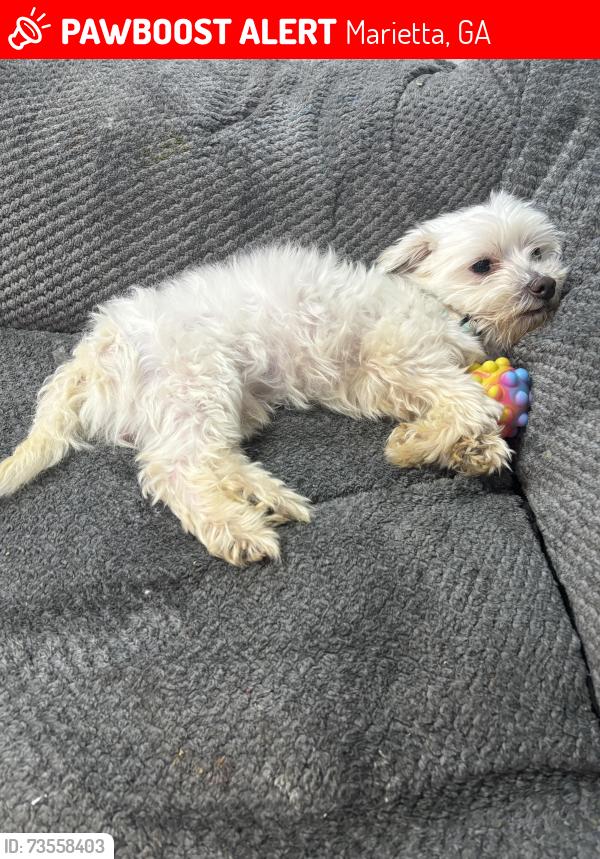 Lost Male Dog last seen Pollo campero, Marietta, GA 30008