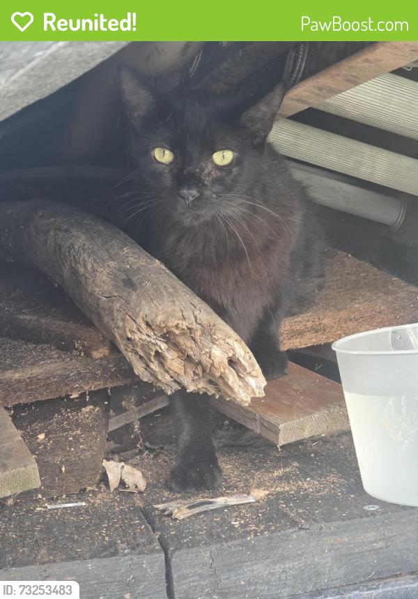 Reunited Unknown Cat last seen Heidelberg and kammerer, St. Louis, MO 63123
