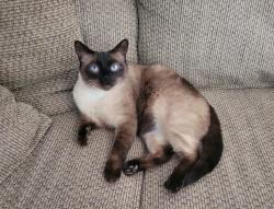 Lost Male Cat last seen S 93RD Ave Yakima wa, Yakima, WA 98908