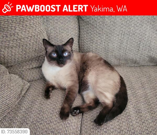 Lost Male Cat last seen S 93RD Ave Yakima wa, Yakima, WA 98908