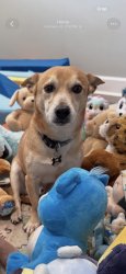 Reunited Male Dog last seen Archer and SW 143rd street, Archer, FL 32618