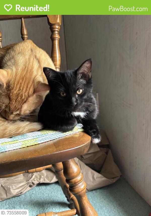 Reunited Male Cat last seen West Baker Street area, Midland, MI, Midland, MI 48640