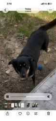 Reunited Female Dog last seen Houston & 32nd st, Fort Worth, TX 76102
