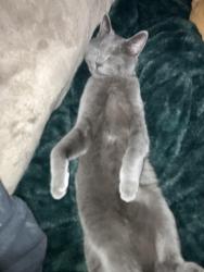 Lost Female Cat last seen Near longley ave nw atlanta Georgia, Atlanta, GA 30318