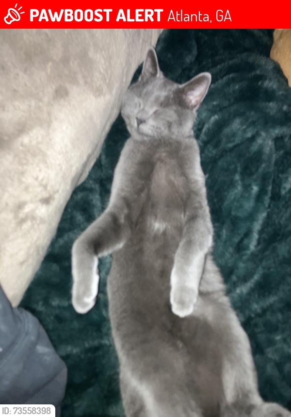 Lost Female Cat last seen Near longley ave nw atlanta Georgia, Atlanta, GA 30318