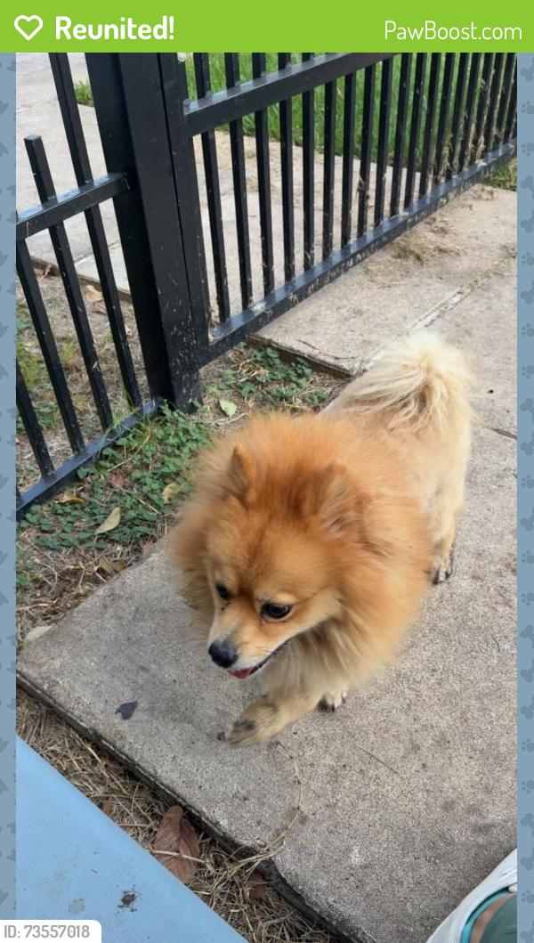 Reunited Male Dog last seen Shearn Street and Sabine Street, Houston, TX 77007