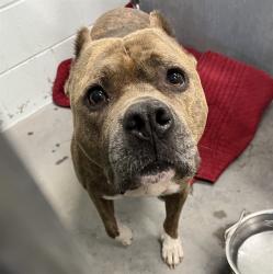 Shelter Stray Male Dog last seen CARVER DR & MONTCLAIRE RD & THOMAS AVE LEESBURG, 12280 County Rd 448, Tavares, FL 32778, USA