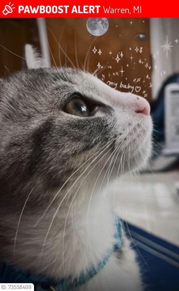 Lost Male Cat last seen Masonic and Chicago, Warren, MI 48093