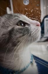 Lost Male Cat last seen Masonic and Chicago, Warren, MI 48093