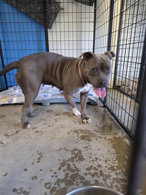 Shelter Stray Female Dog last seen Near BLOCK WOODROW AVE, 10521 Baur Blvd, Olivette, MO 63132, USA