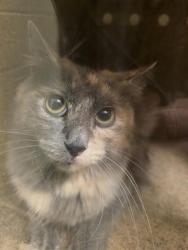 Shelter Stray Female Cat last seen Near BLOCK S 3960, 4522 W 3500 S, West Valley City, UT 84120, USA