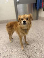 Shelter Stray Male Dog last seen 104TH AND YORK, 12155 Park Blvd, Brighton, CO 80601, USA