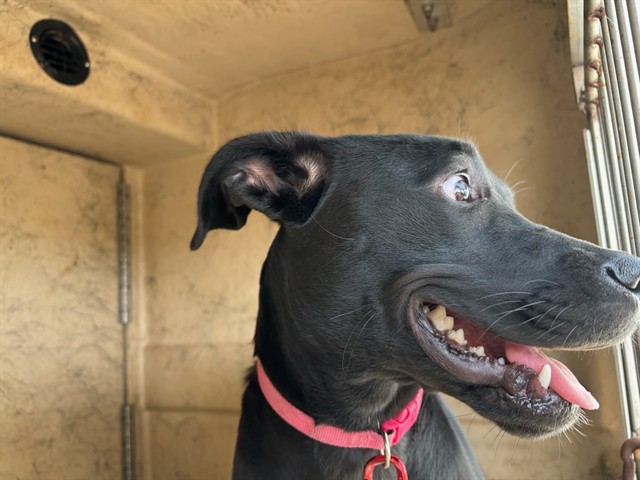 Shelter Stray Unknown Dog last seen Near BLOCK NW 16TH 3172, 2811 SE 29th St, Oklahoma City, OK 73129, USA
