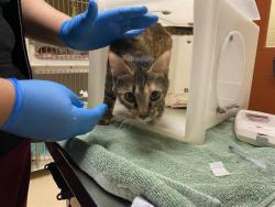 Shelter Stray Female Cat last seen Near BLOCK N 53RD ST, 3839 W Burnham St, West Milwaukee, WI 53215, USA