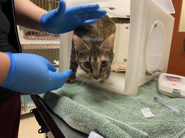 Shelter Stray Female Cat last seen Near BLOCK N 53RD ST, 3839 W Burnham St, West Milwaukee, WI 53215, USA