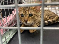 Shelter Stray Male Cat last seen Near BLOCK N 53RD ST, 3839 W Burnham St, West Milwaukee, WI 53215, USA