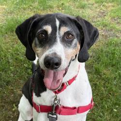 Shelter Stray Male Dog last seen Near BLOCK 30TH AVE S, DES MOINES WA 98198, 21615 64th Ave S, Kent, WA 98032, USA