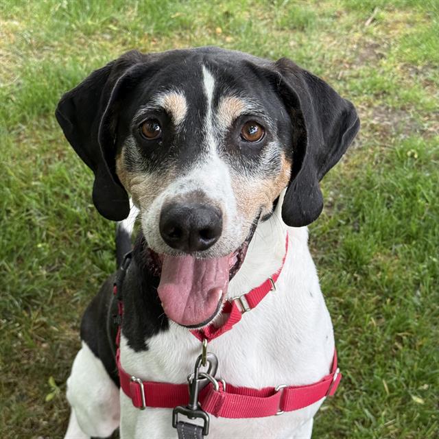 Shelter Stray Male Dog last seen Near BLOCK 30TH AVE S, DES MOINES WA 98198, 21615 64th Ave S, Kent, WA 98032, USA