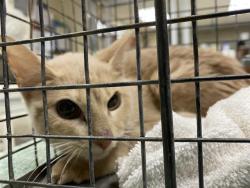 Shelter Stray Unknown Cat last seen Near BLOCK N 53RD ST, 3839 W Burnham St, West Milwaukee, WI 53215, USA