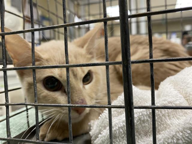 Shelter Stray Unknown Cat last seen Near BLOCK N 53RD ST, 3839 W Burnham St, West Milwaukee, WI 53215, USA